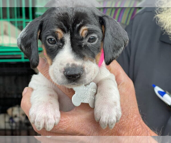 Medium Photo #21 American Foxhound-Beagle Mix Puppy For Sale in Holly Springs, NC, USA