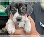 Small #20 American Foxhound-Beagle Mix