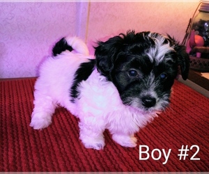 Chihuahua-Poodle (Toy) Mix Puppy for sale in TILDEN, IL, USA