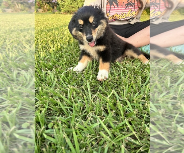 Medium Photo #2 Australian Shepherd Puppy For Sale in BUSH, LA, USA