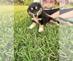 Small #1 Australian Shepherd
