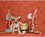 Puppy Thaddeus Chihuahua