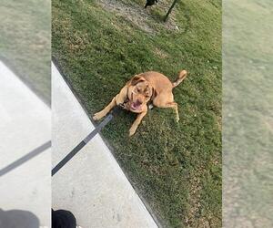 Labrador Retriever-Unknown Mix Dogs for adoption in San Antonio, TX, USA