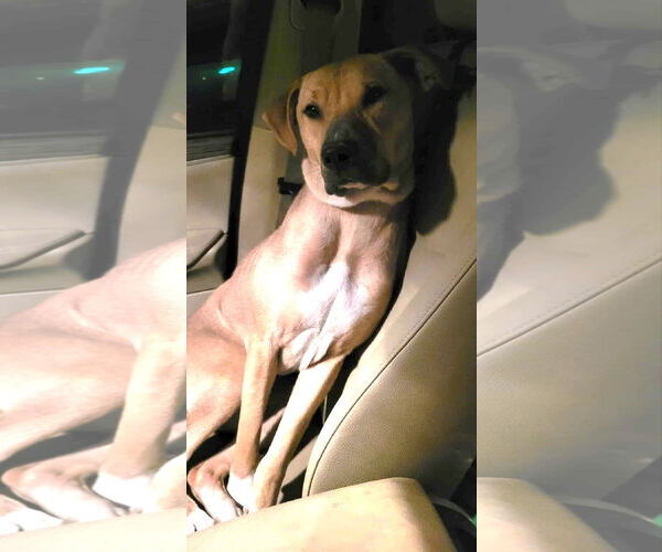 Medium Photo #2 Labrador Retriever-Unknown Mix Puppy For Sale in Hinton, WV, USA