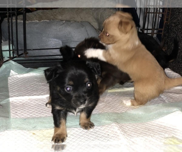 Medium Photo #1 Chihuahua Puppy For Sale in DRUMMONDS, TN, USA