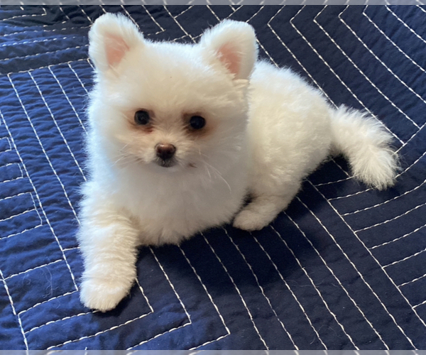 Medium Photo #4 Pomeranian Puppy For Sale in MARYSVILLE, WA, USA
