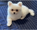 Small Photo #4 Pomeranian Puppy For Sale in MARYSVILLE, WA, USA