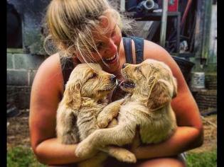Golden Retriever Puppy for sale in BELLEFONTE, PA, USA