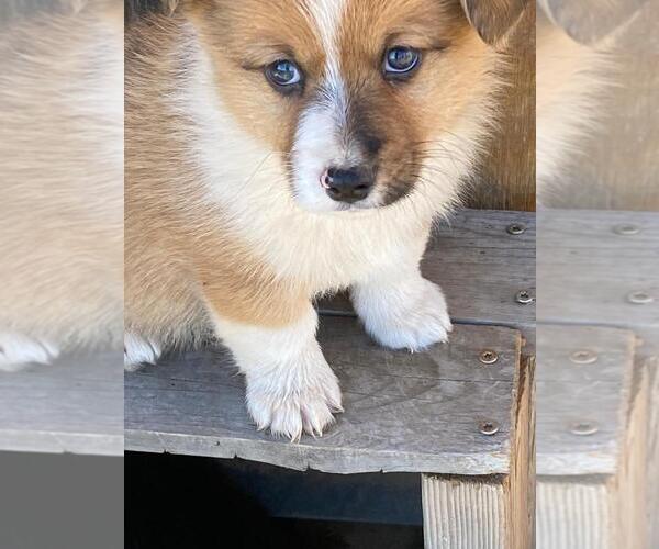 Medium Photo #2 Augi Puppy For Sale in BRIGGSDALE, CO, USA