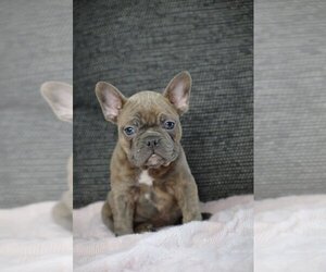 French Bulldog Puppy for sale in PROVIDENCE, RI, USA