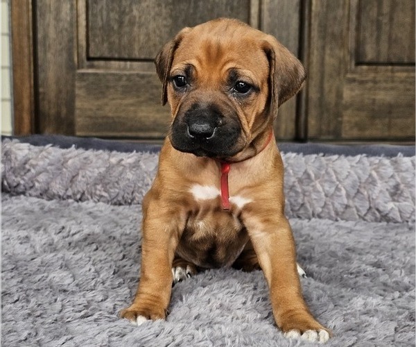 Medium Photo #1 Rhodesian Ridgeback Puppy For Sale in BUMPASS, VA, USA