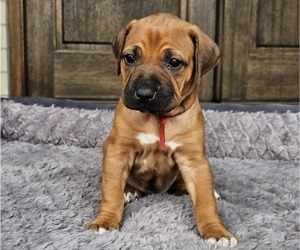 Medium Rhodesian Ridgeback