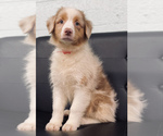 Small Photo #1 Australian Shepherd Puppy For Sale in CINCINNATI, OH, USA