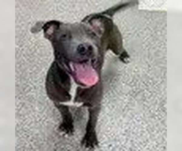 Medium Photo #1 American Pit Bull Terrier-American Staffordshire Terrier Mix Puppy For Sale in Bristol, CT, USA