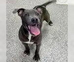 Small American Pit Bull Terrier-American Staffordshire Terrier Mix