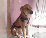 Small Labrador Retriever-Retriever Mix