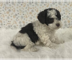 Poodle (Miniature) Puppy for sale in FREDERICKSBURG, OH, USA