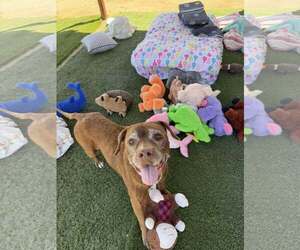 Hazel - Female Chocolate Labrador retriever-Unknown Mix Dog for Adoption - Photo #4