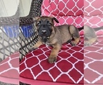Small Photo #2 Belgian Malinois Puppy For Sale in COLLEGE STATION, TX, USA