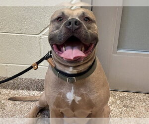 Mutt Dogs for adoption in Pueblo, CO, USA