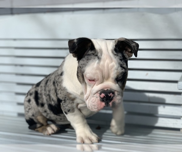 Medium Photo #4 English Bulldog Puppy For Sale in BLOOMFIELD, NM, USA