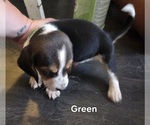 Small #6 Basset Hound