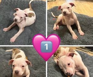 American Bully Puppy for sale in GREENWOOD, IN, USA