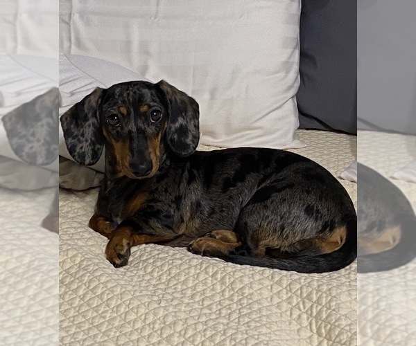 Medium Photo #1 Dachshund Puppy For Sale in AYLETT, VA, USA