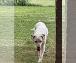 Small #1 Mutt