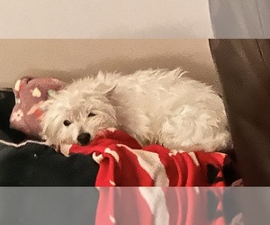 West Highland White Terrier Puppy for sale in BUELL, MO, USA
