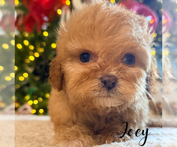 Medium Photo #4 Cavapoo Puppy For Sale in ADDISON, IL, USA