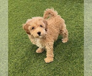 Poochon Puppy for sale in BERKLEY, MI, USA