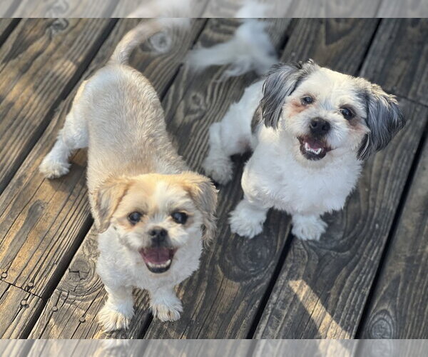 Medium Photo #4 Shih Tzu Puppy For Sale in Dana Point, CA, USA
