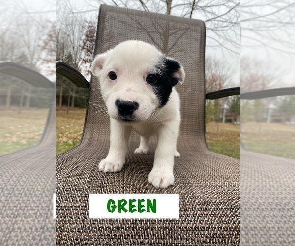 Medium Photo #7 Australian Cattle Dog Puppy For Sale in RICHMOND, MI, USA