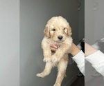 Small Photo #7 Goldendoodle Puppy For Sale in BAKERSFIELD, CA, USA
