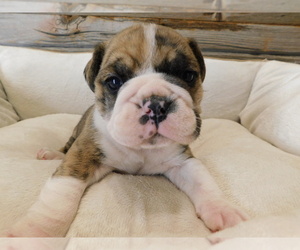 Beabull Puppy for sale in SULLIVAN, OH, USA