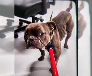 Bulldog-Unknown Mix Dogs for adoption in Temple, TX, USA