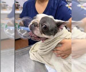 French Bulldog Dogs for adoption in Orlando, FL, USA