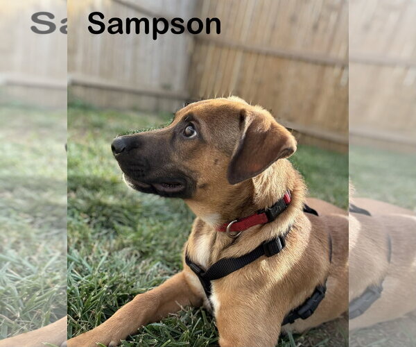 Medium Photo #3 German Shepherd Dog-Unknown Mix Puppy For Sale in Parker Ford, PA, USA