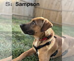 Small #2 German Shepherd Dog Mix
