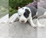 Puppy SlatePuppy2 Border Collie