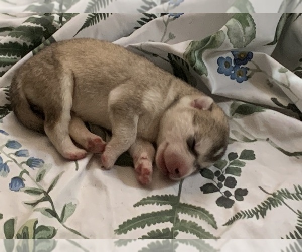 Medium Photo #3 Alaskan Malamute Puppy For Sale in DEFUNIAK SPRINGS, FL, USA