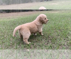 Golden Retriever Puppy for Sale in WILLISTON, Florida USA