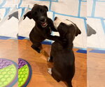 Small #1 Labrador Retriever Mix
