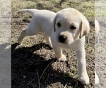 Puppy Periwinkle Labrador Retriever
