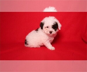 Poodle (Toy) Puppy for sale in MIAMI BEACH, FL, USA