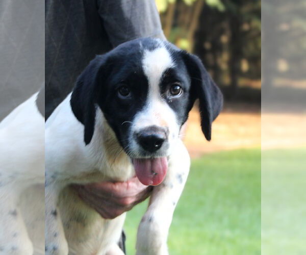 Medium Photo #2 Spaniel-Unknown Mix Puppy For Sale in Milner, GA, USA