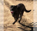 Small #10 Dutch Shepherd  Mix