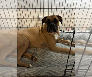 JAXON - Male Boxer Dog for Adoption - Photo #18