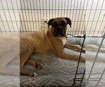Small Photo #18 Boxer Puppy For Sale in  Katy, TX, USA